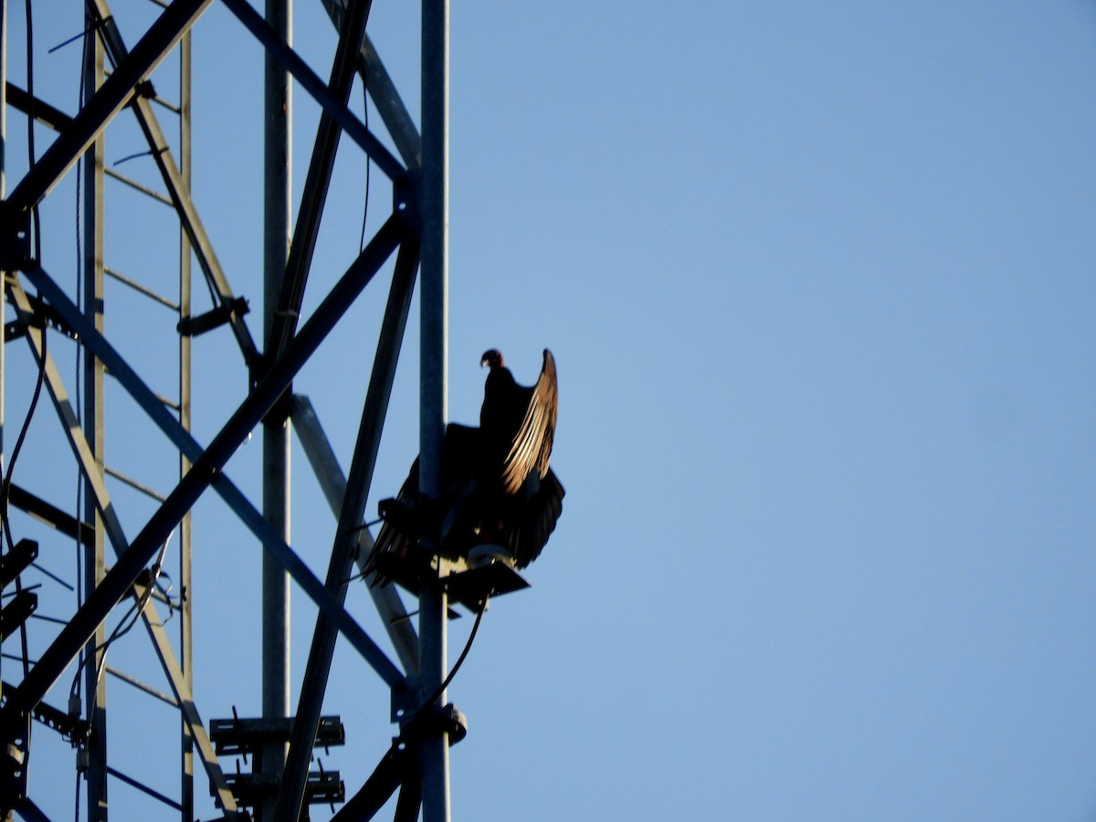 Turkey Vulture - ML628603577