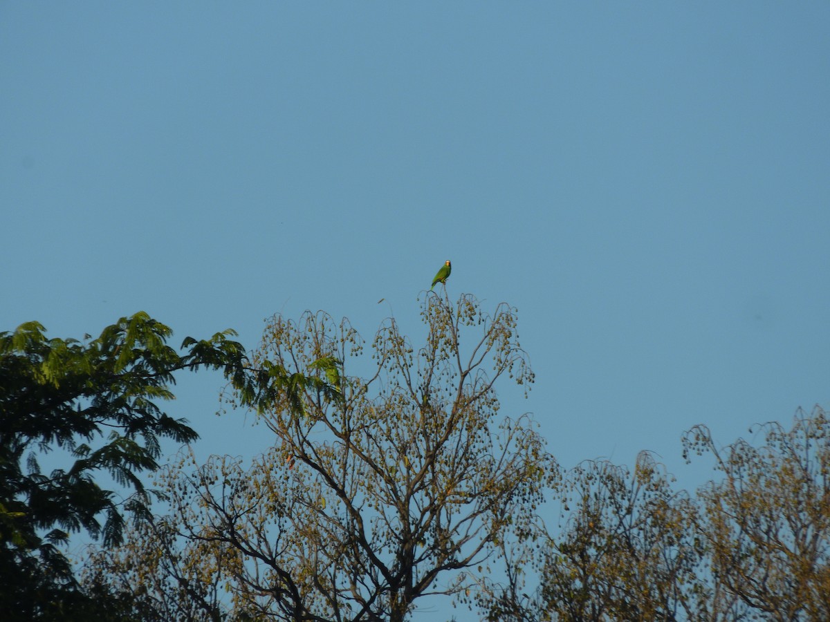 White-fronted Amazon - ML628603602