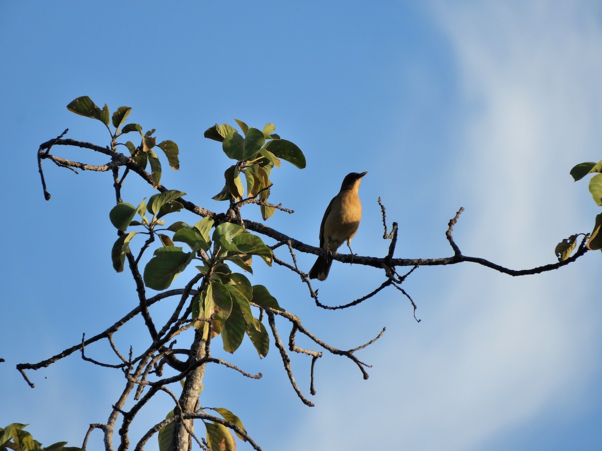 Clay-colored Thrush - ML628603651