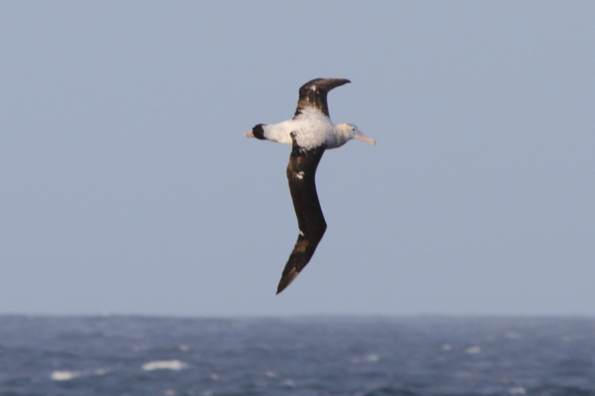 Tristan Albatross - ML628603729