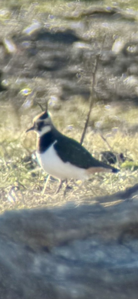 小辮鴴 - ML628604070