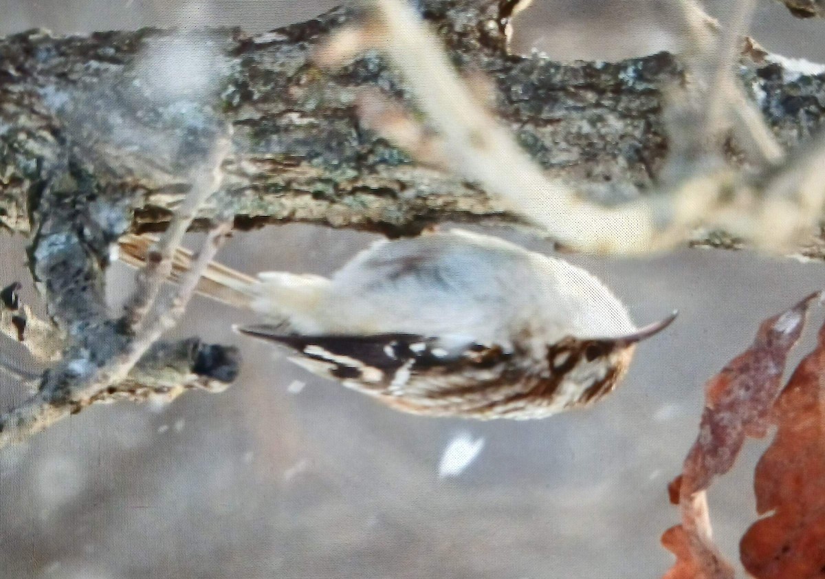 Brown Creeper - ML628604378
