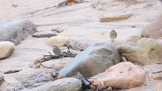 Rock Pipit - ML628604388