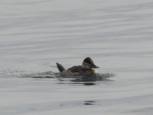 Ruddy Duck - ML628604508