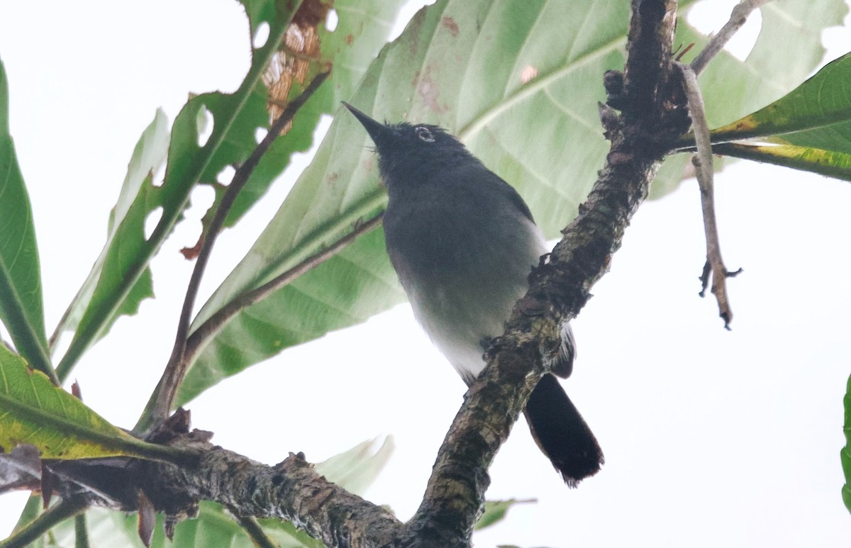 Slate-throated Gnatcatcher - ML628604522