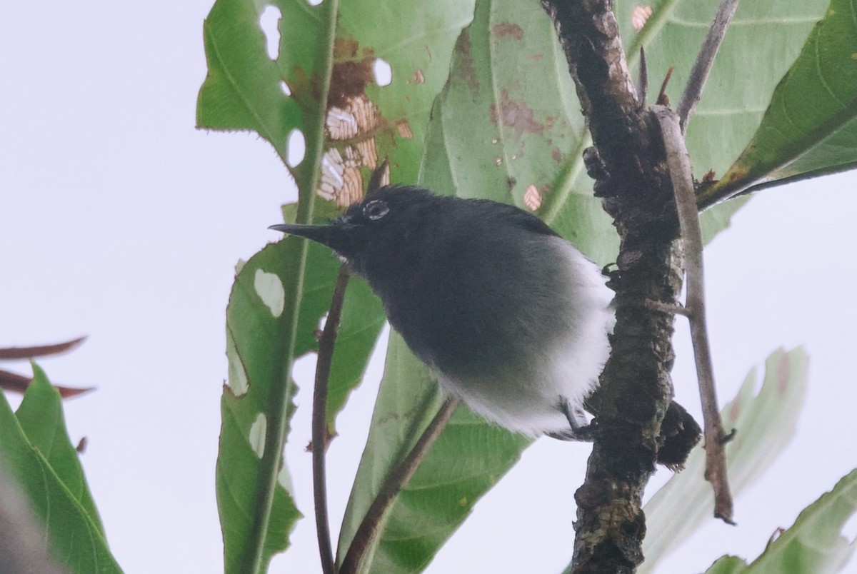 Slate-throated Gnatcatcher - ML628604523