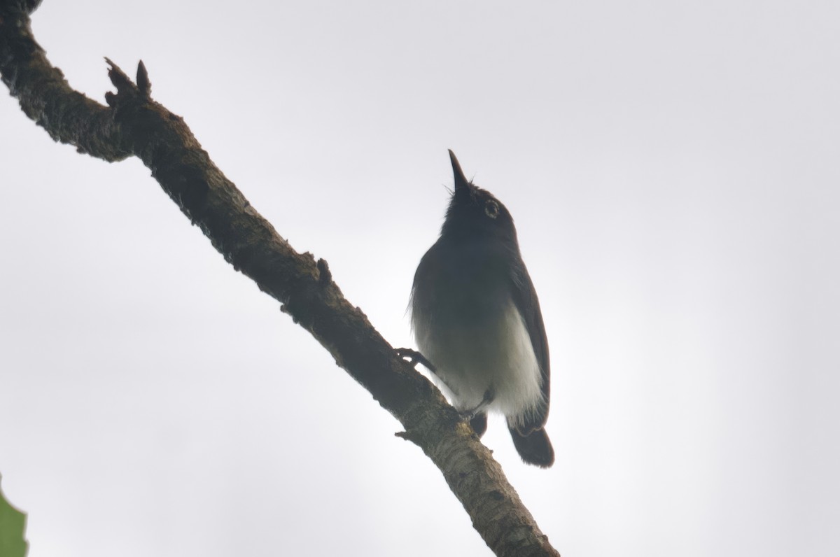 Slate-throated Gnatcatcher - ML628604524