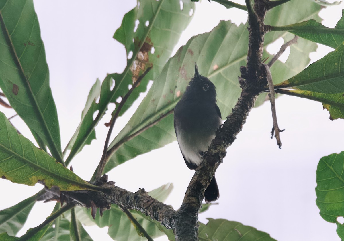 Slate-throated Gnatcatcher - ML628604526