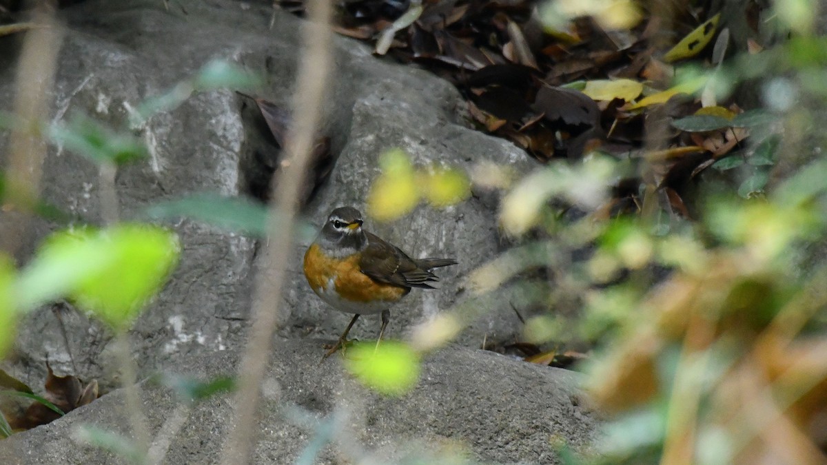 Eyebrowed Thrush - ML628604583