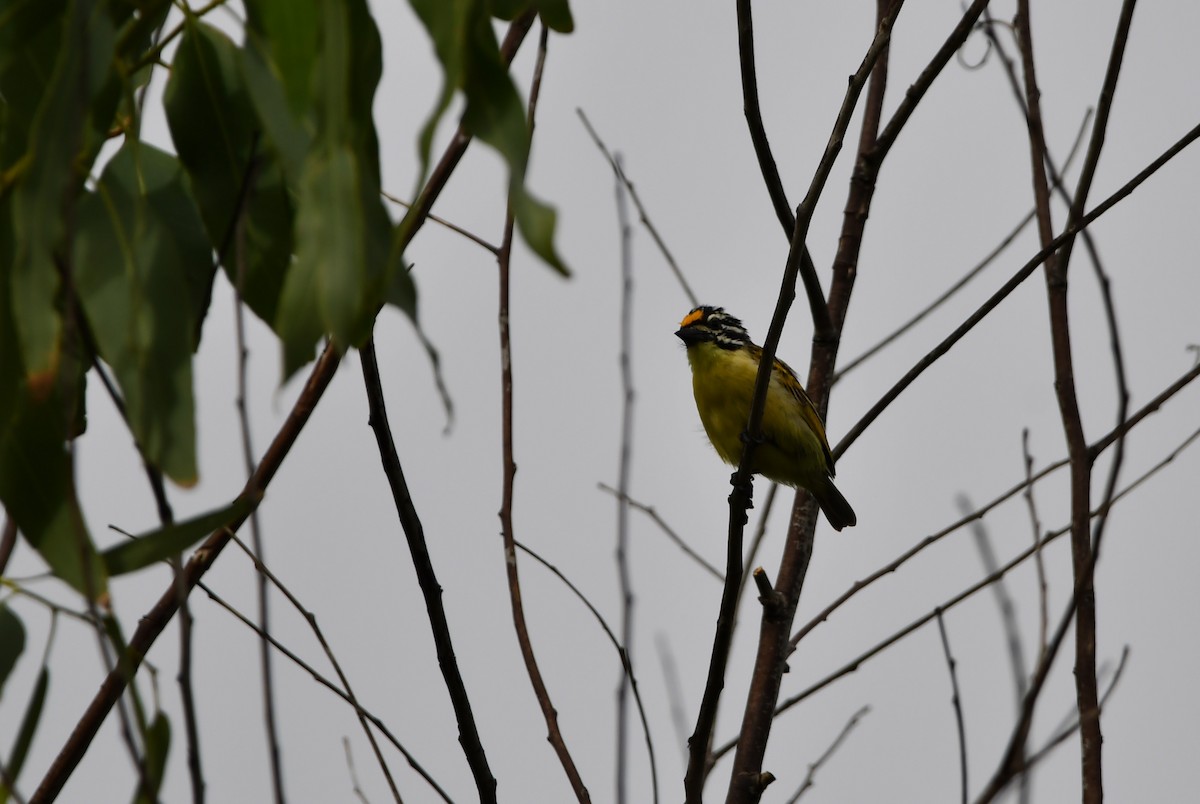 Yellow-fronted Tinkerbird - ML628604722