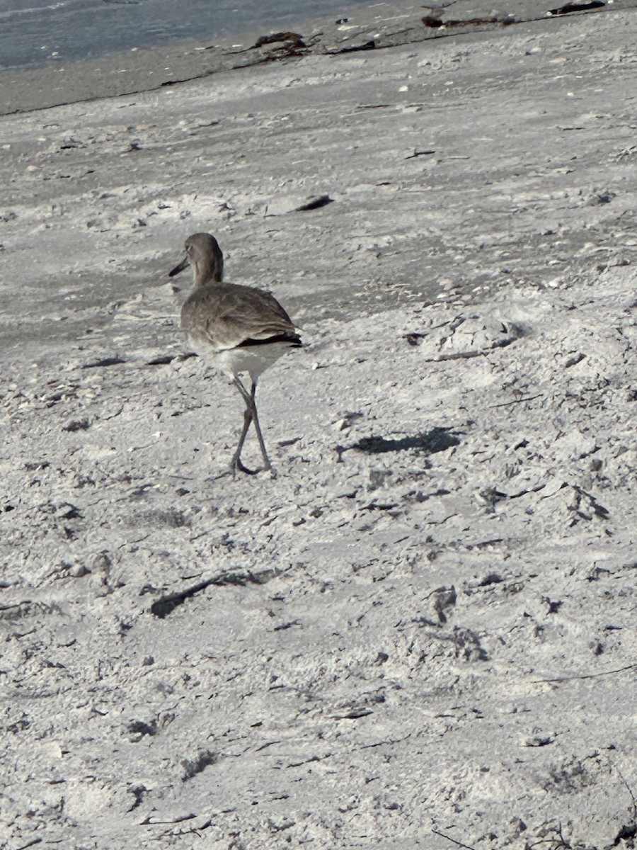 vodouš břehoušovitý - ML628604742