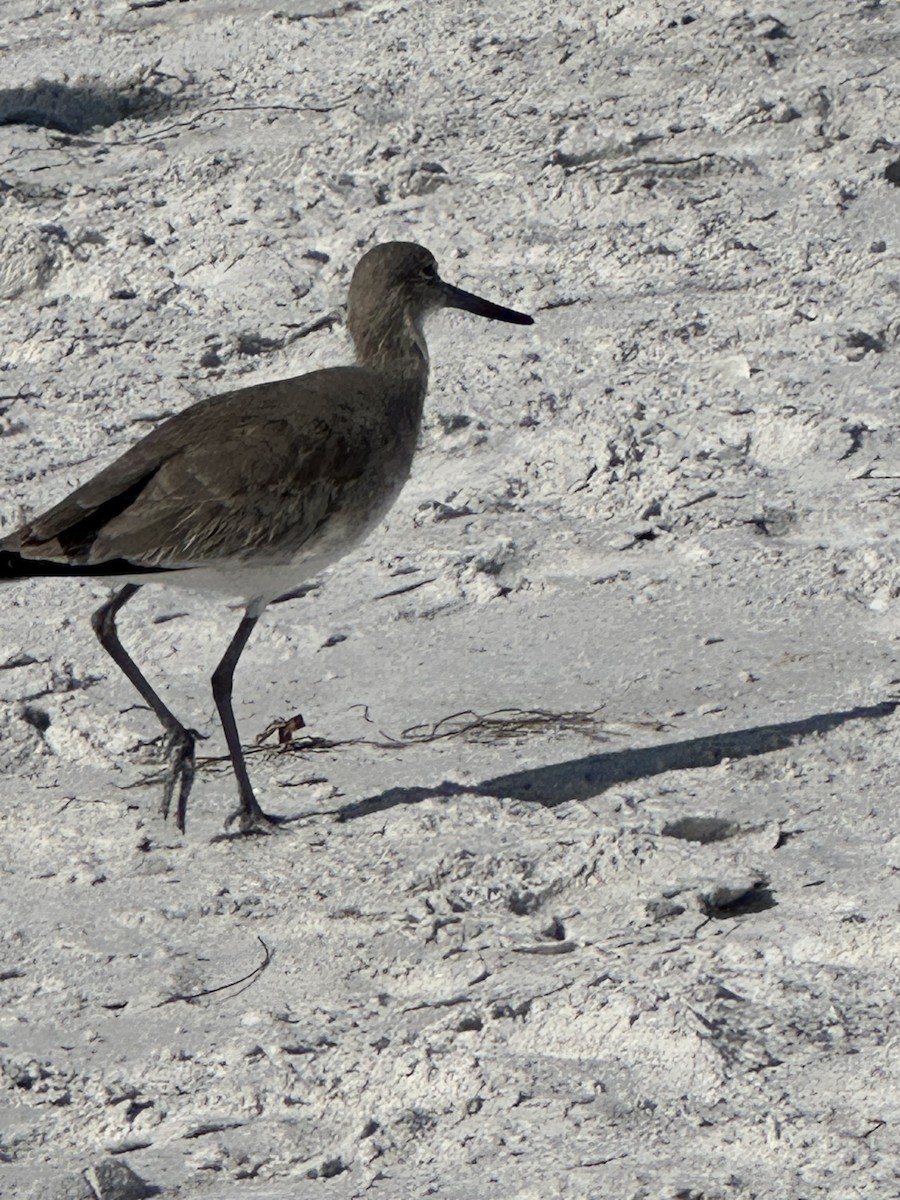 vodouš břehoušovitý - ML628604743