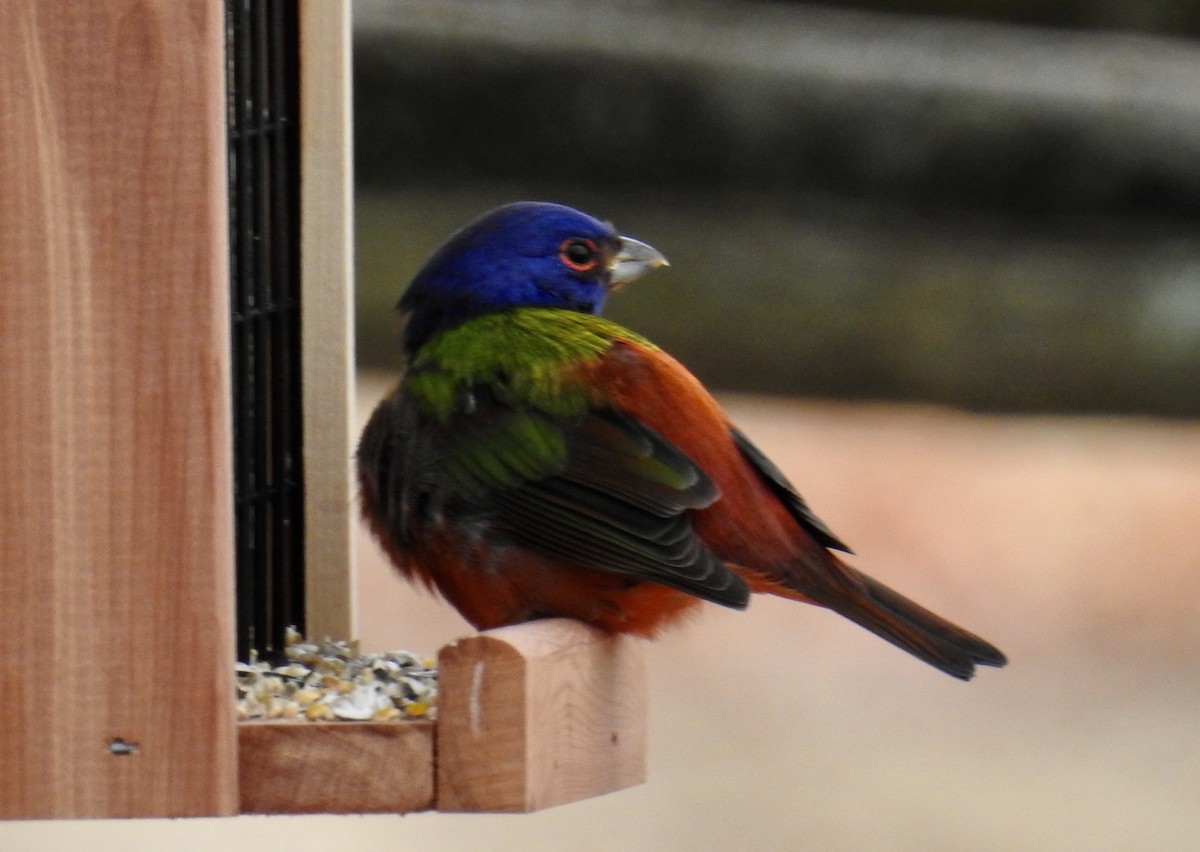 Painted Bunting - Lynette Thonne