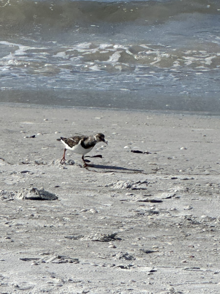 kamenáček pestrý - ML628604816