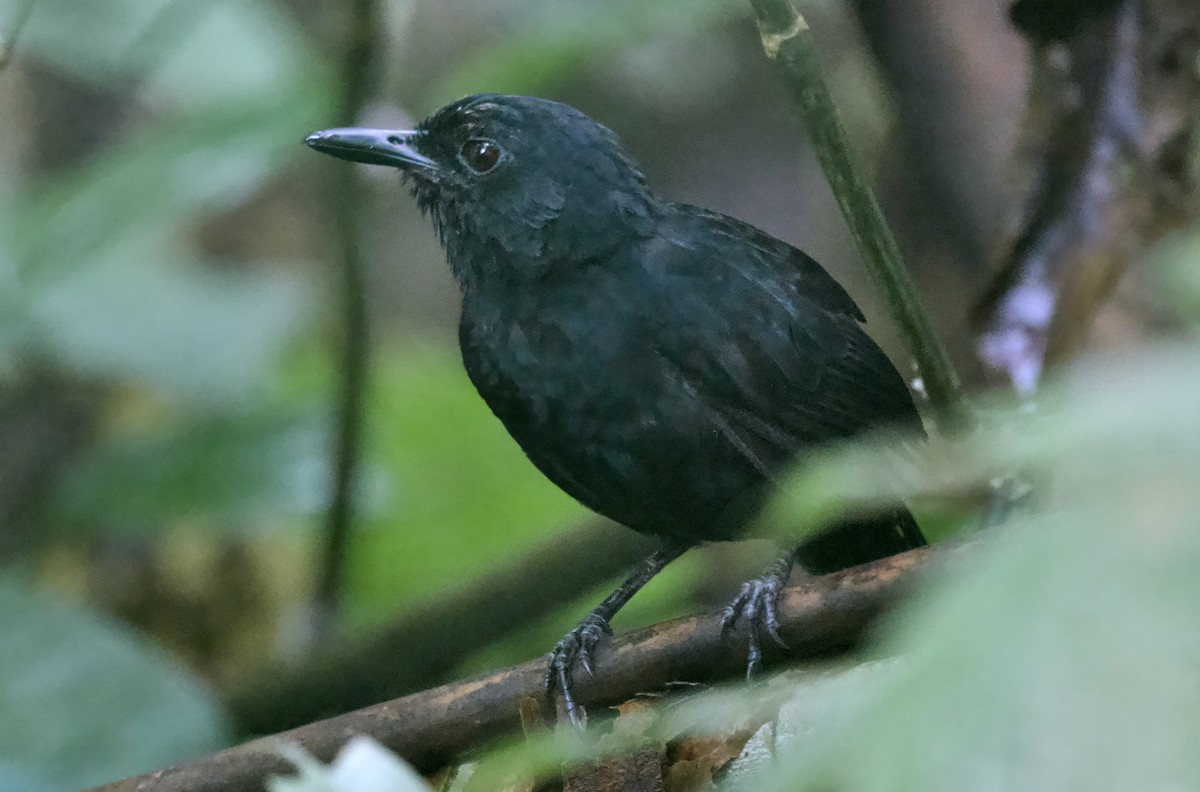 Stub-tailed Antbird - ML628604989