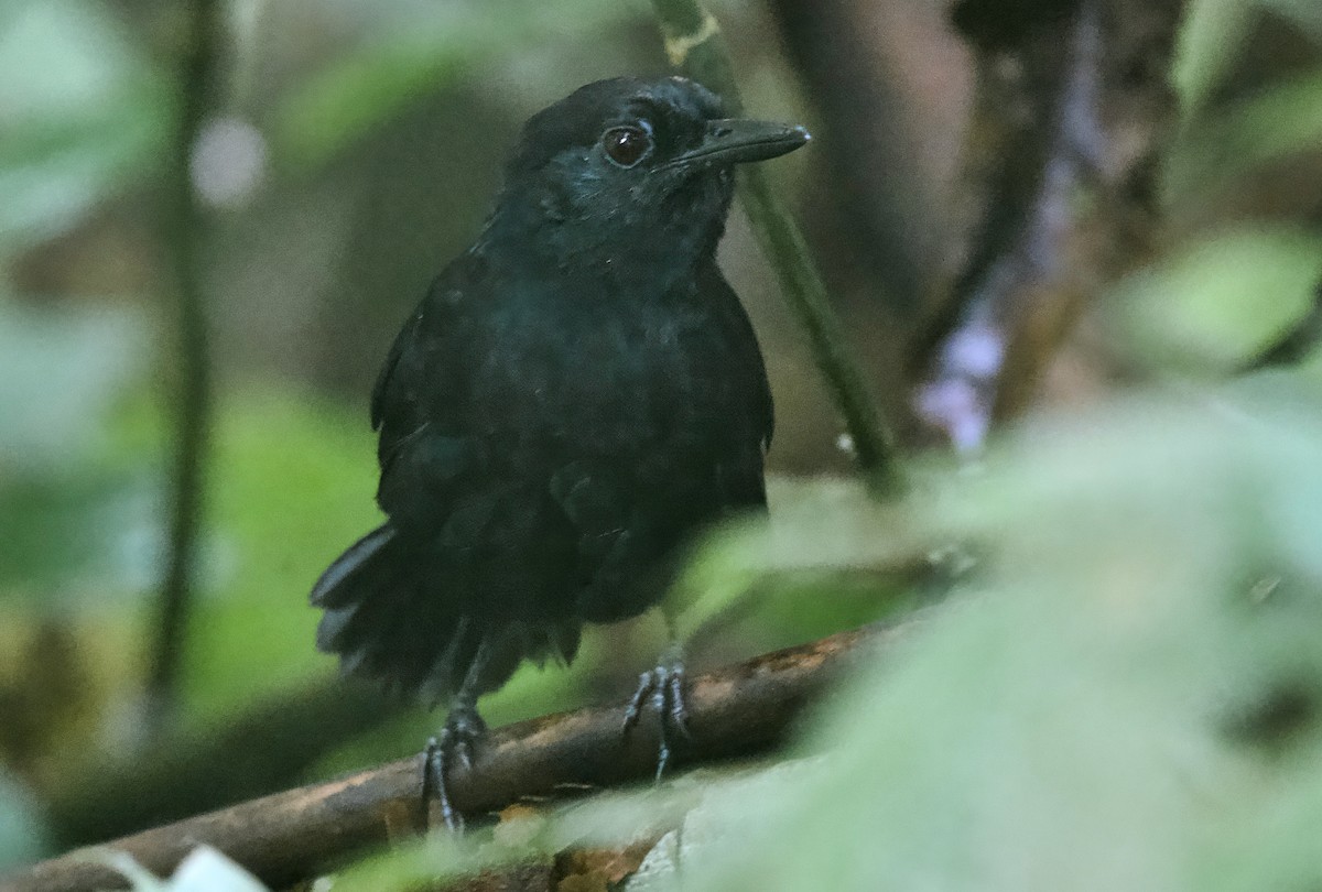 Stub-tailed Antbird - ML628604990