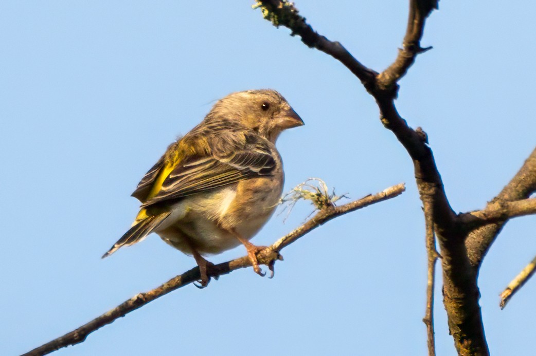 Lemon-breasted Seedeater - ML628605426