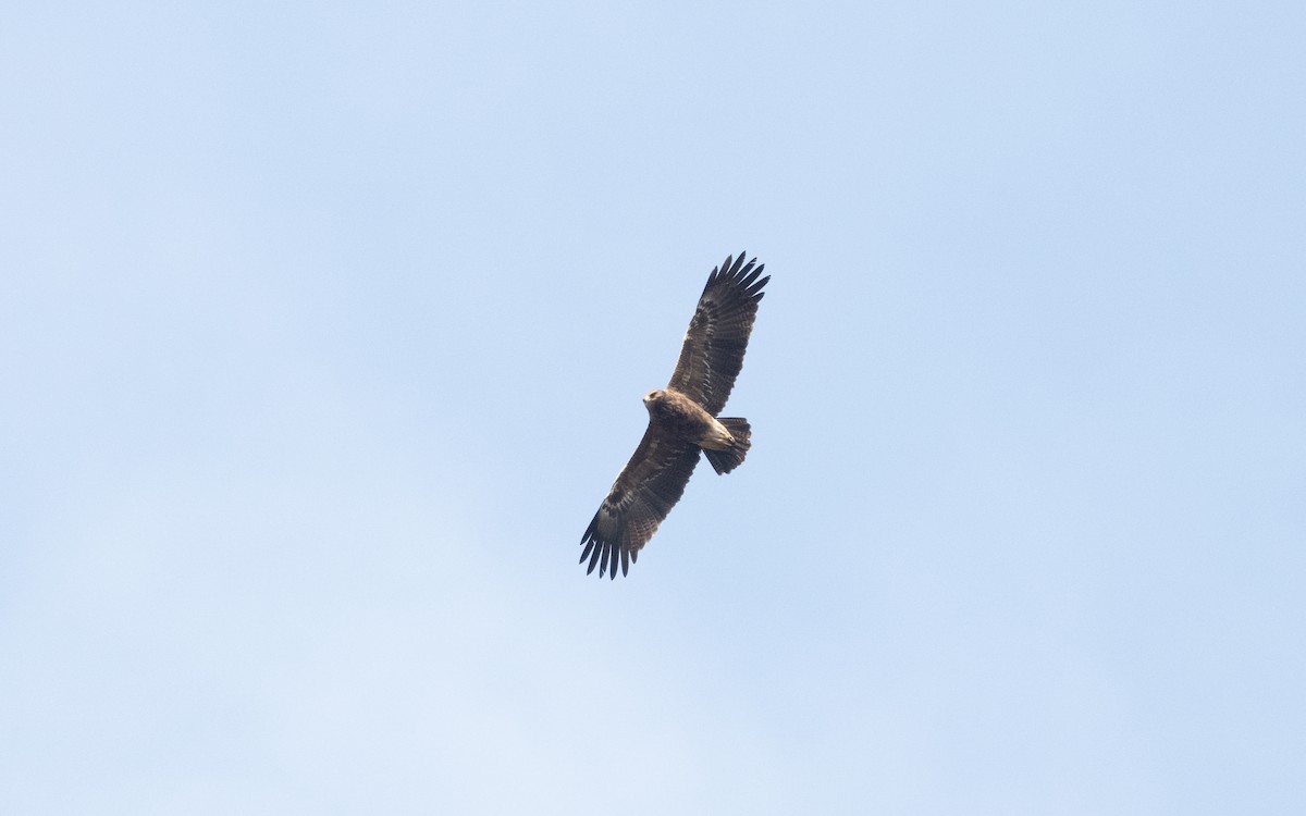 Lesser Spotted Eagle - ML628605427