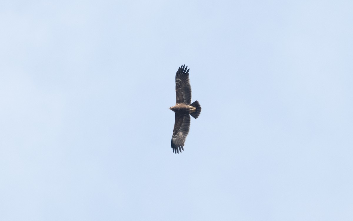 Lesser Spotted Eagle - ML628605428