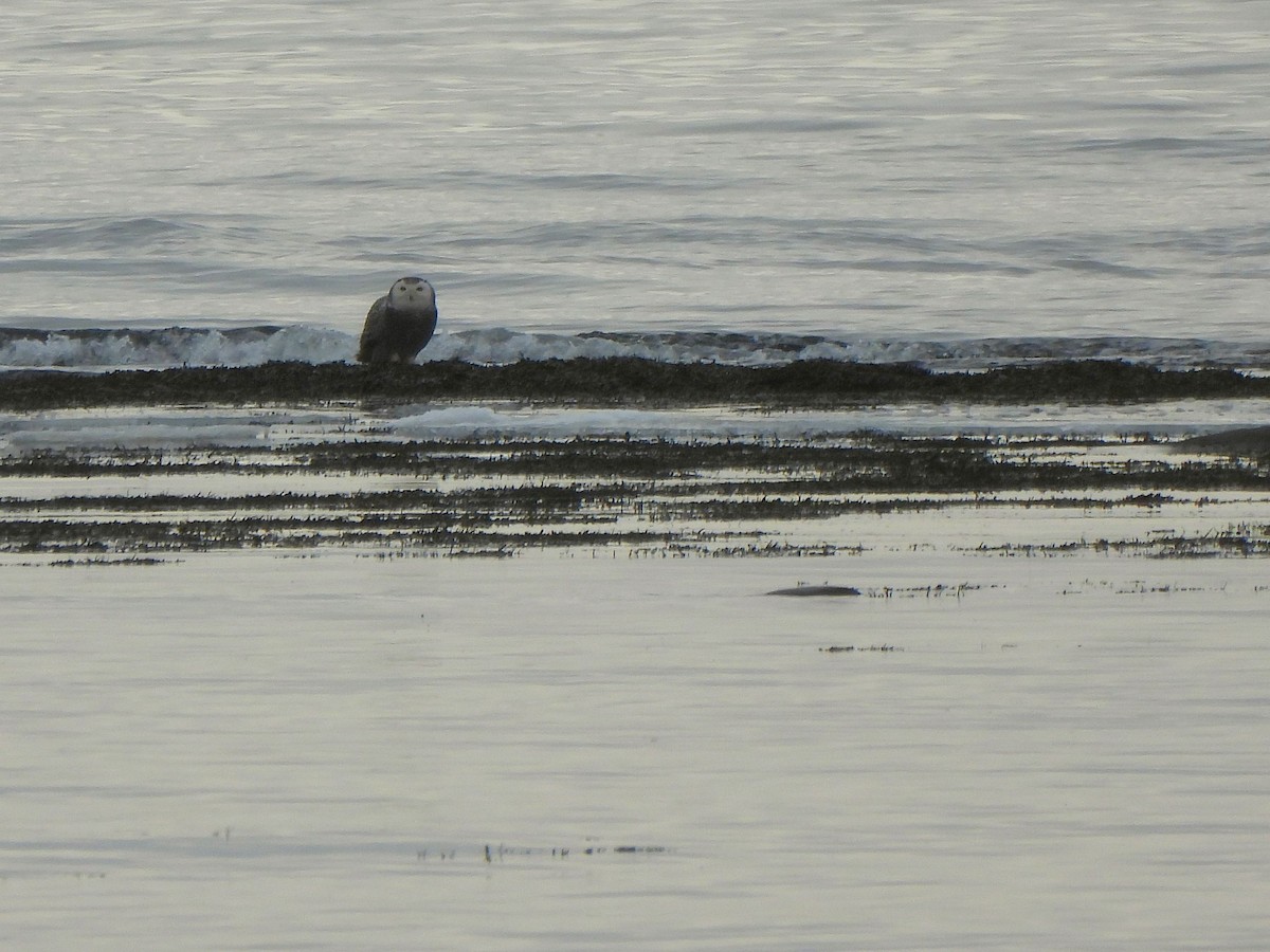 Snowy Owl - ML628605687