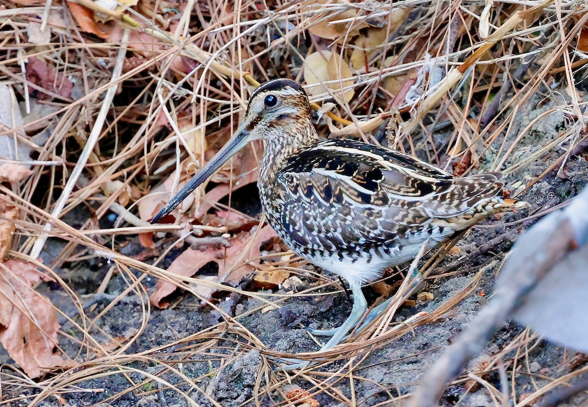 Wilson's Snipe - ML628606083