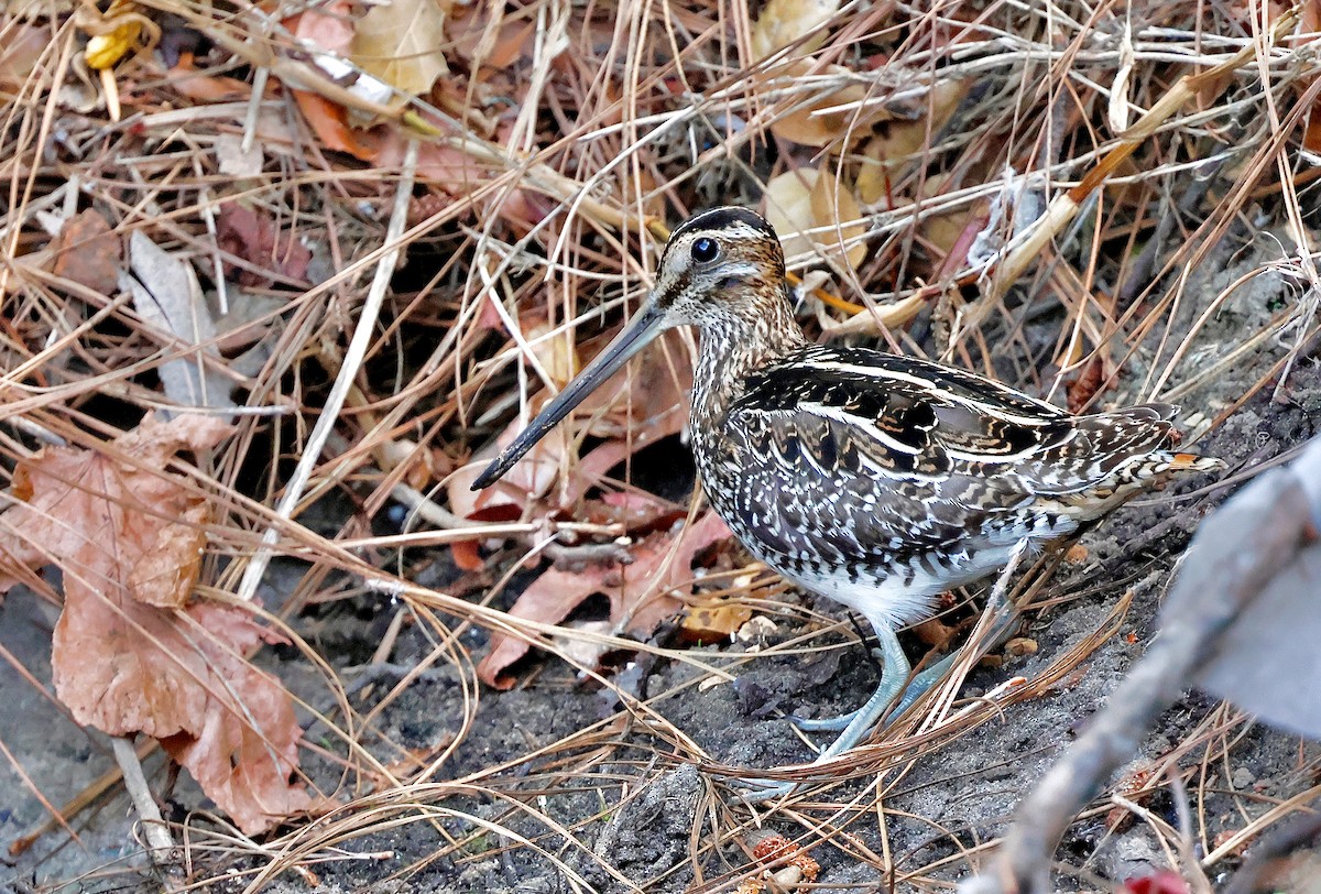 Wilson's Snipe - ML628606111