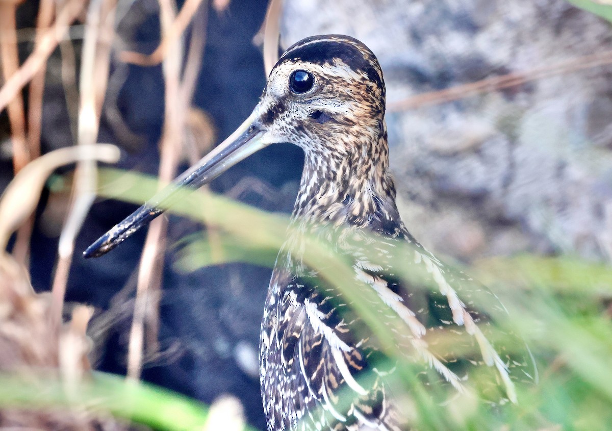 Wilson's Snipe - ML628606160