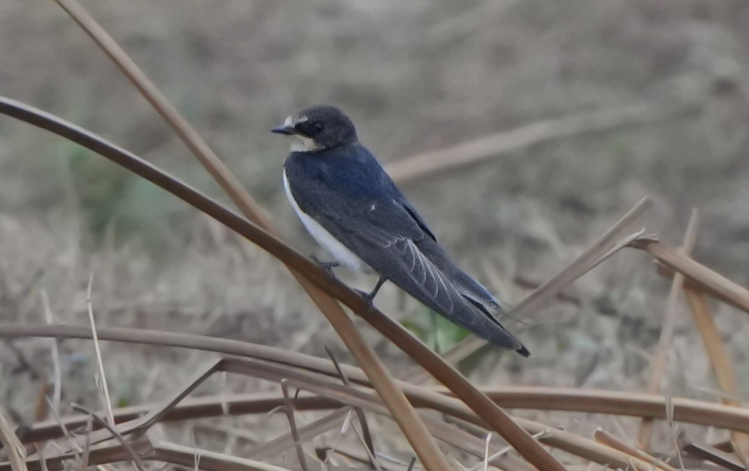 Golondrina Perlada - ML628606161
