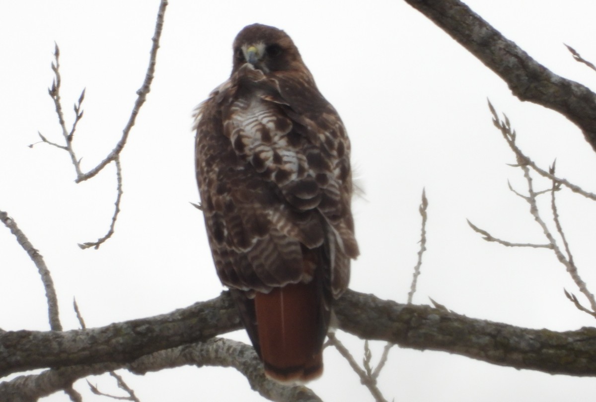 Red-tailed Hawk - ML628606172