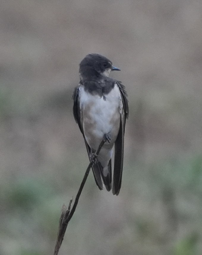 Golondrina Común - ML628606181