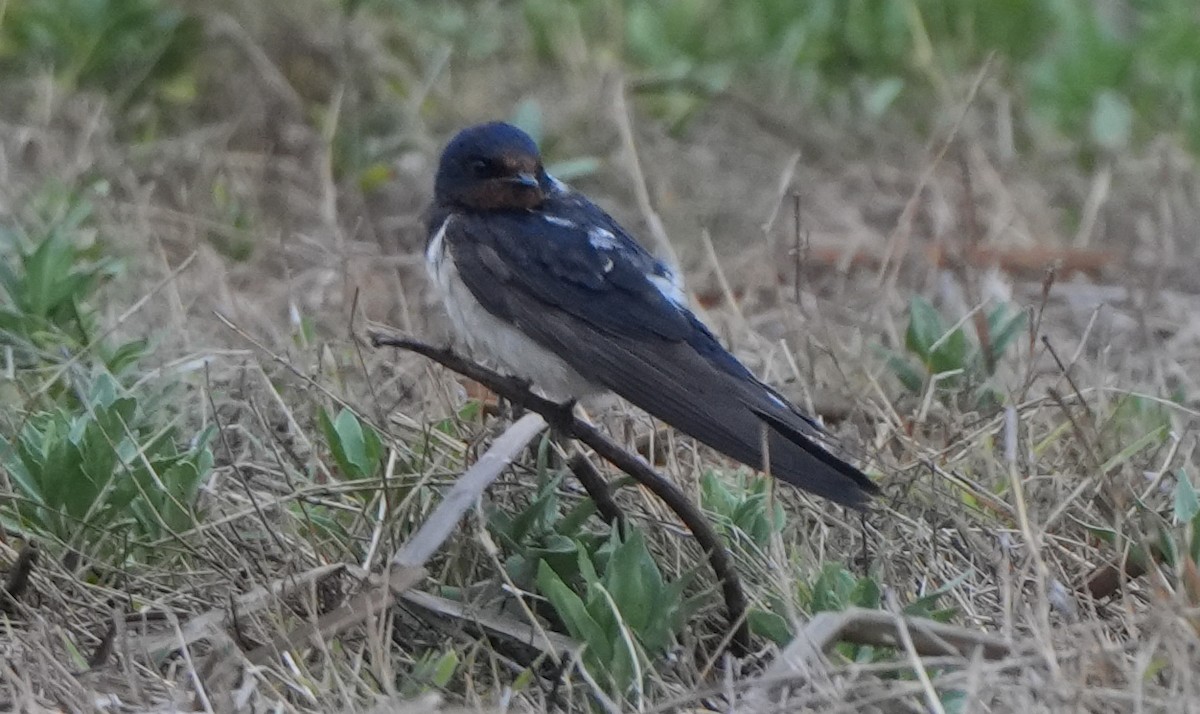 Golondrina Común - ML628606182