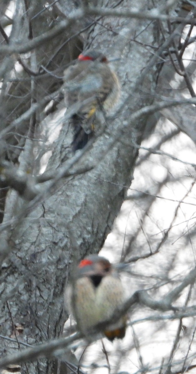 Northern Flicker - ML628606187