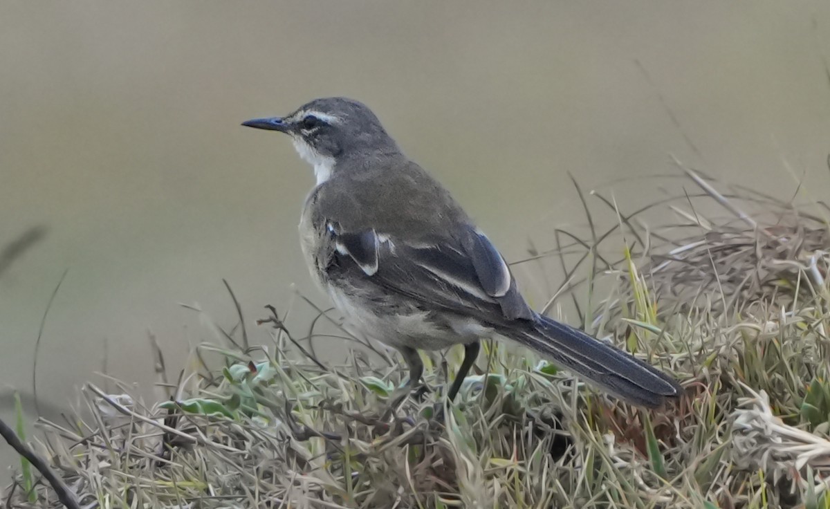 Lavandera de El Cabo - ML628606208