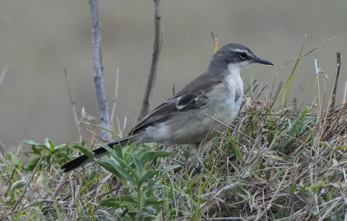 Lavandera de El Cabo - ML628606209