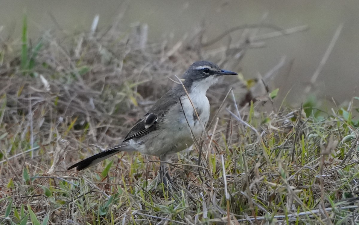 Lavandera de El Cabo - ML628606210