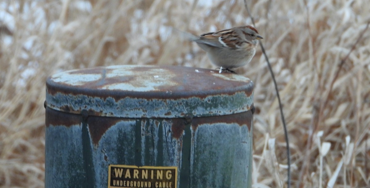 American Tree Sparrow - ML628606226