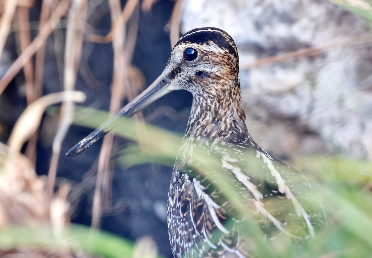 Wilson's Snipe - ML628606235