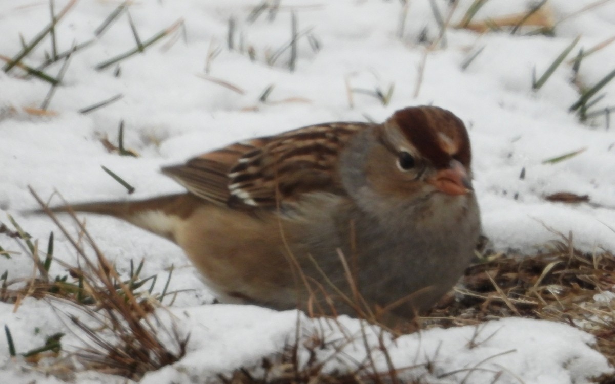 White-crowned Sparrow - ML628606241