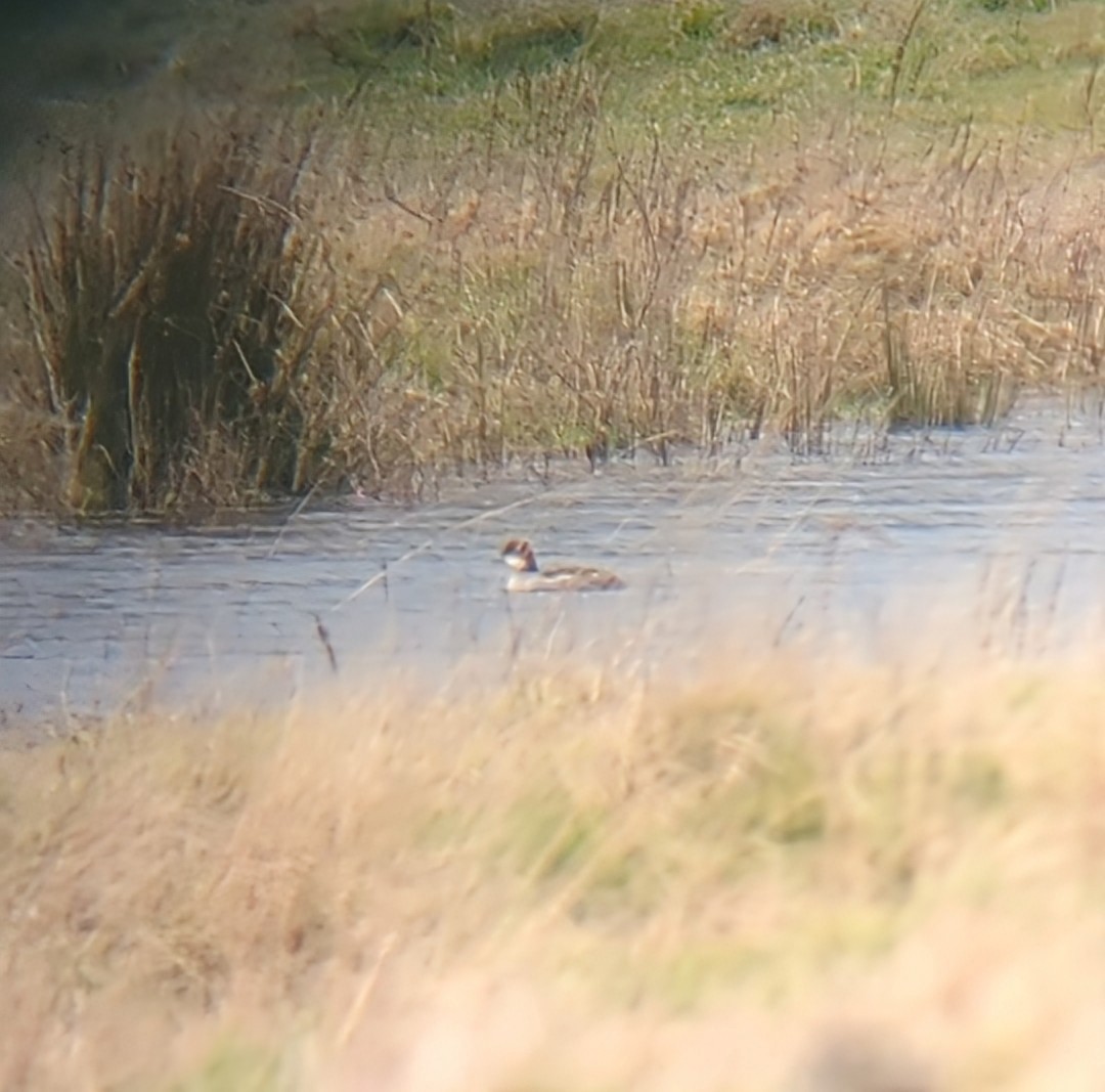 Pesciaiola - ML628606252