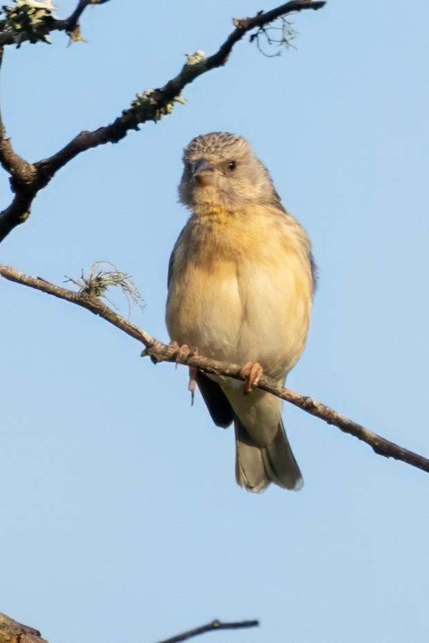 Lemon-breasted Seedeater - ML628606393