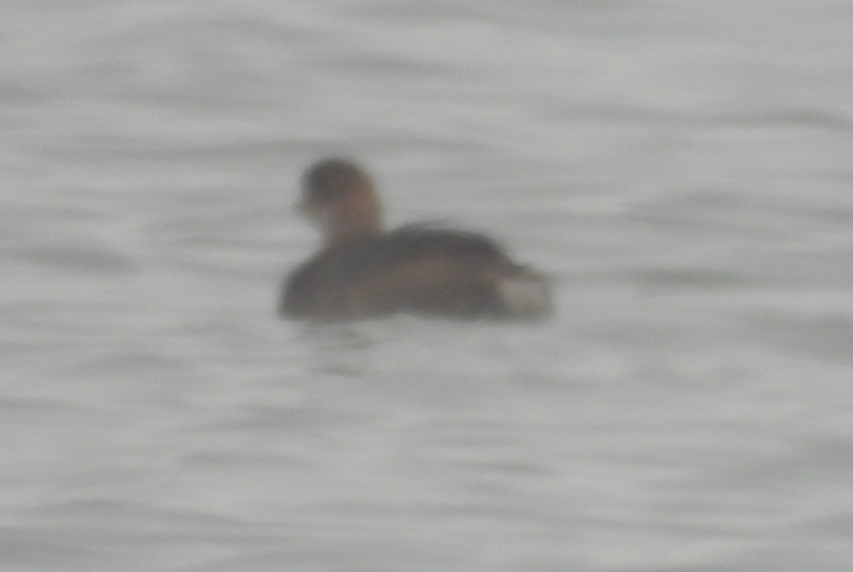 Pied-billed Grebe - ML628606413