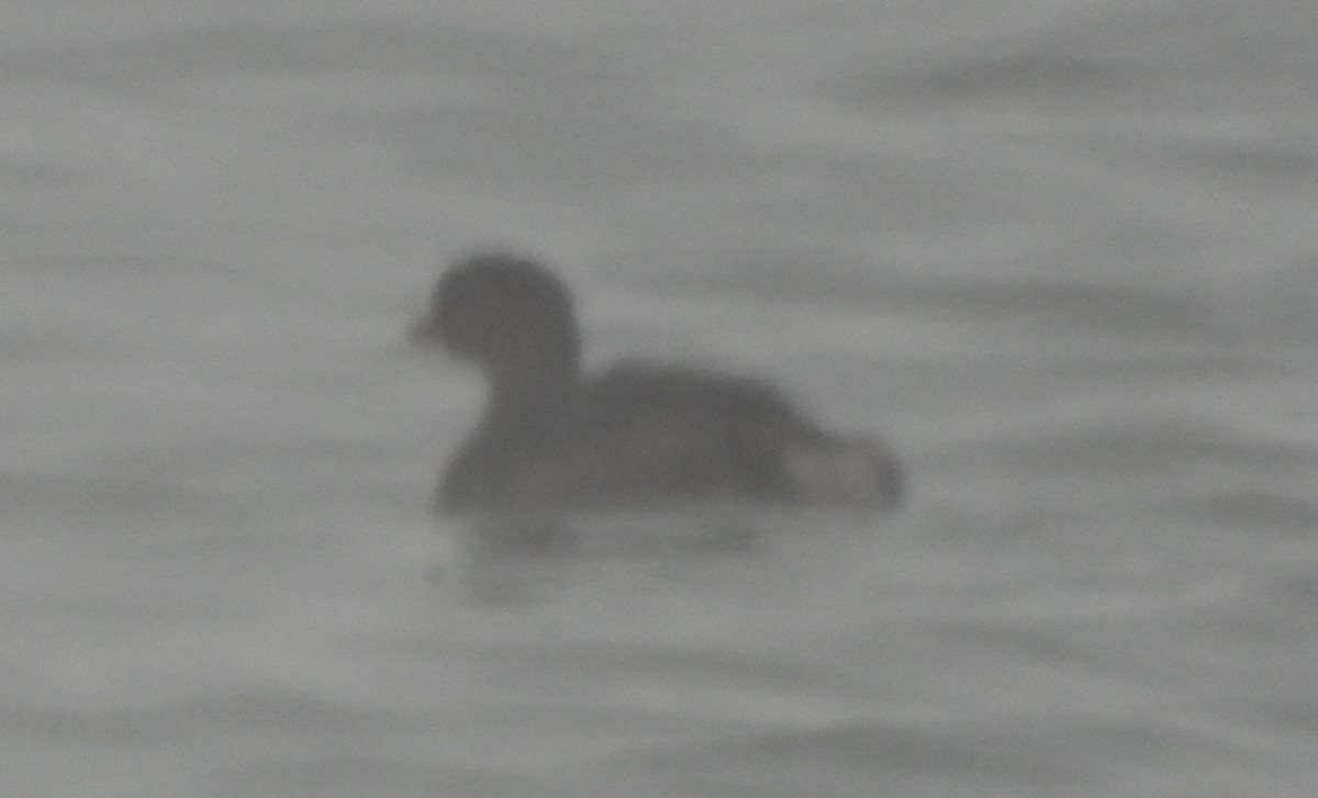 Pied-billed Grebe - ML628606414