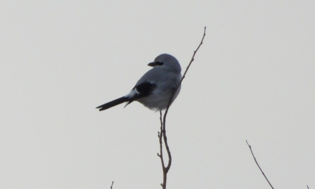 Northern Shrike - ML628606458