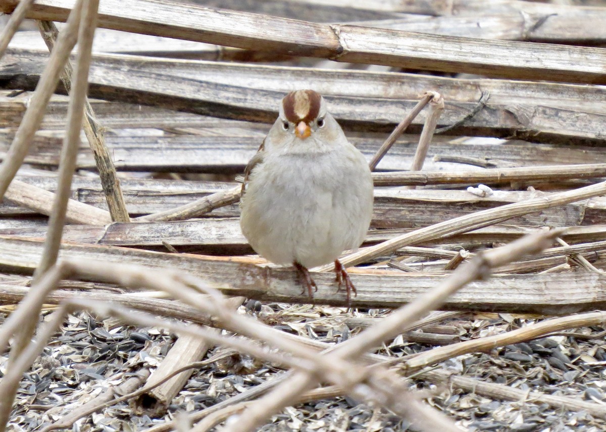 White-crowned Sparrow - ML628606485