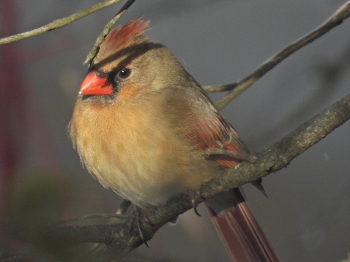 Northern Cardinal - ML628606547