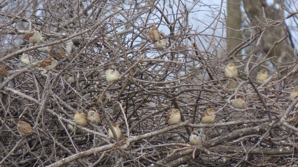 House Sparrow - ML628606718