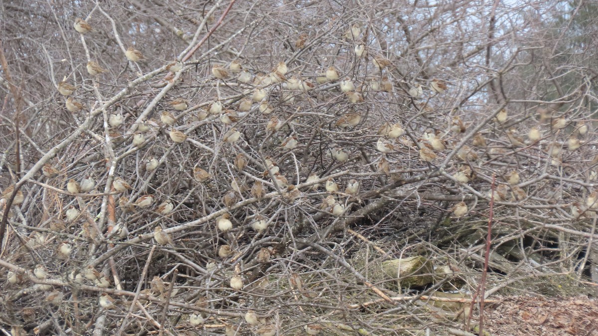 House Sparrow - ML628606719