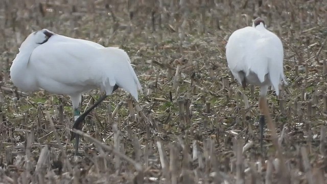 Whooping Crane - ML628606812