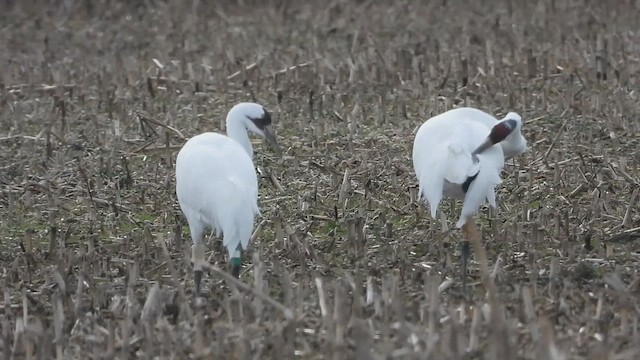 Whooping Crane - ML628606815
