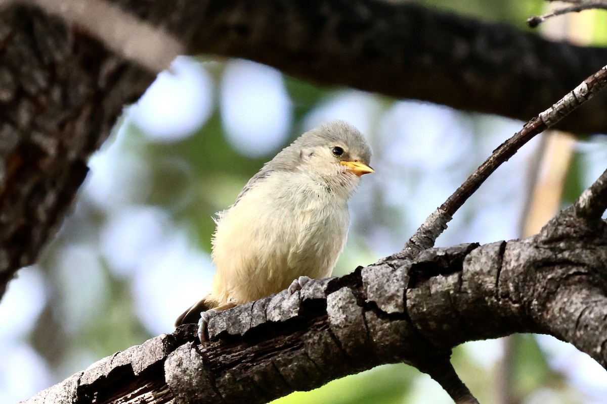 African Penduline-Tit - ML628606950